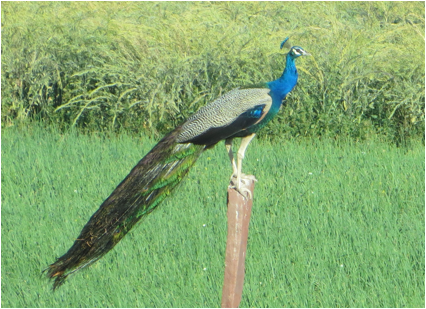 ::India 2015 SX260:IMG_3912.JPG