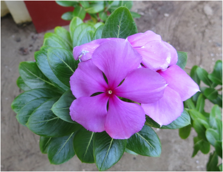 ::India 2015 SX260:IMG_4629.JPG