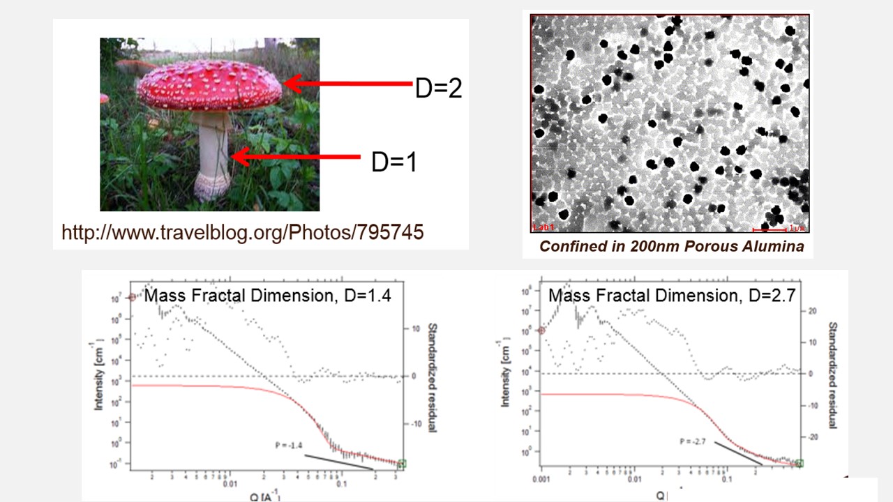 The Mass Fractal Mushroom
