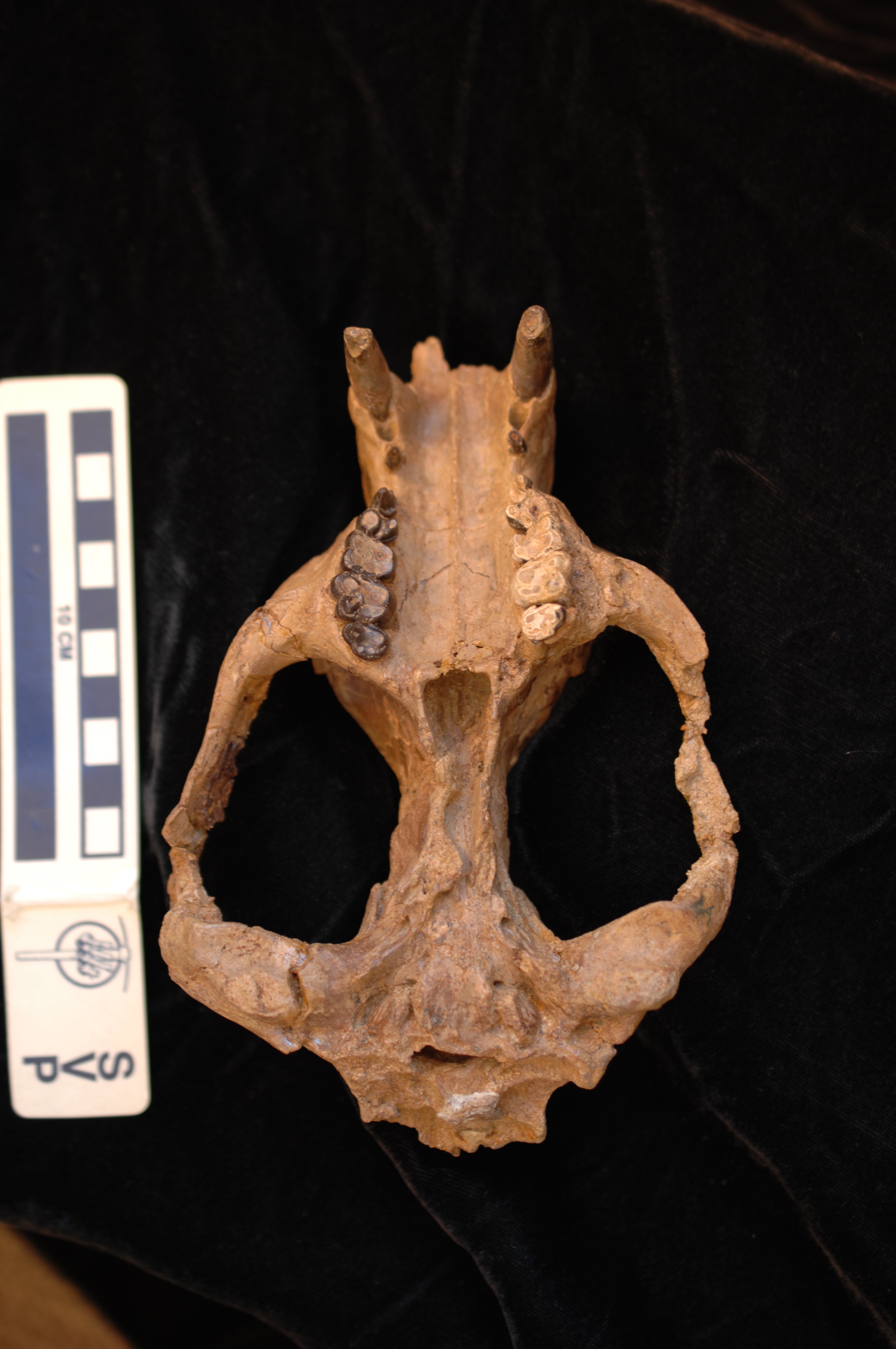 Ventral view of skull of Arctocyon ferox