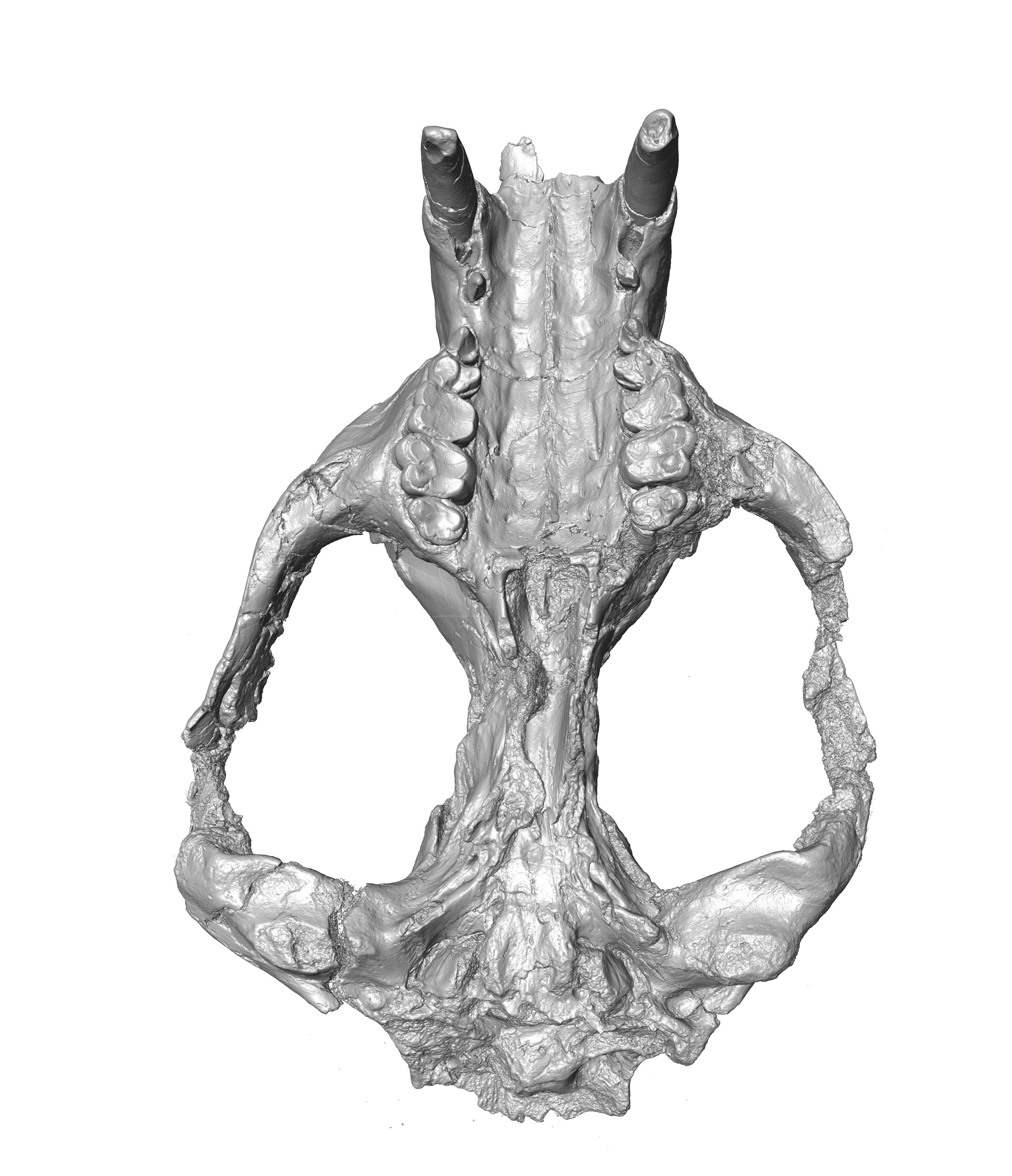 Isosurface model of ventral view of skull of
                Arctocyon ferox