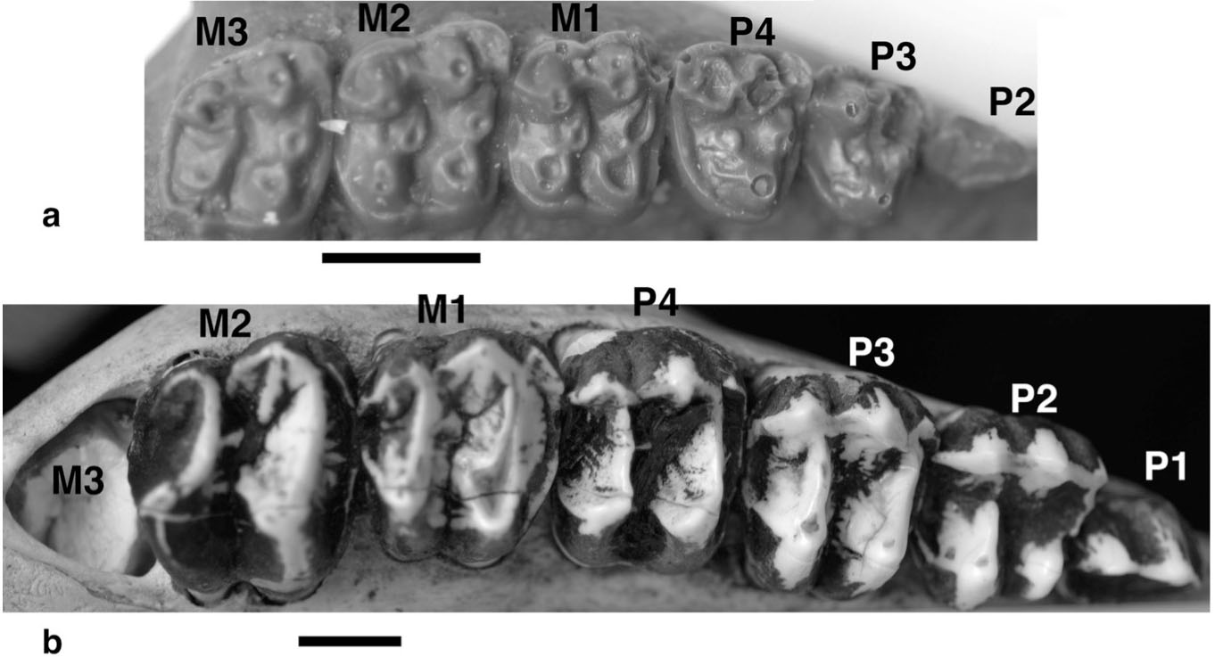 Cheek teeth of an early perissodactyl (top) and
                a living tapir (bottom)