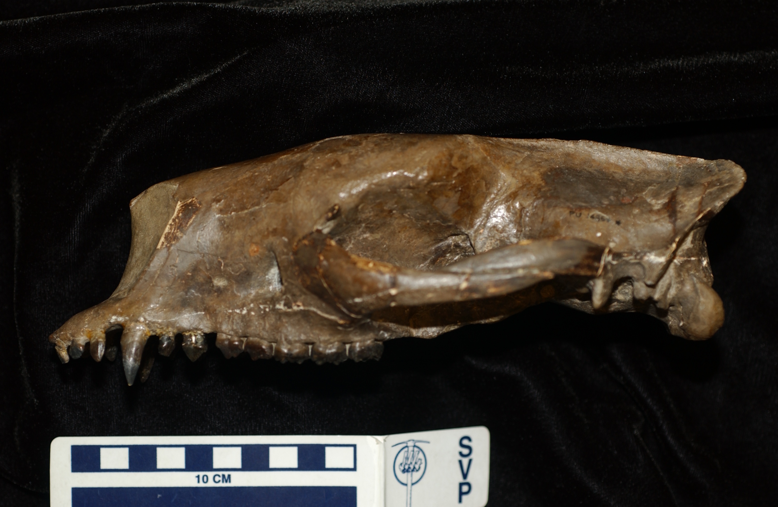 Skull of Phenacodus