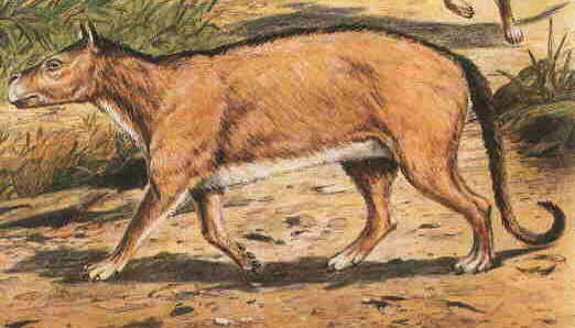 Reconstruction of Phenacodus from Savage and
                Long (1986)
