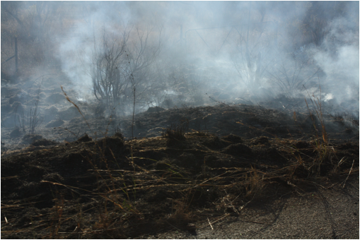 :South Africa pics:7-31 field burning 005.jpg