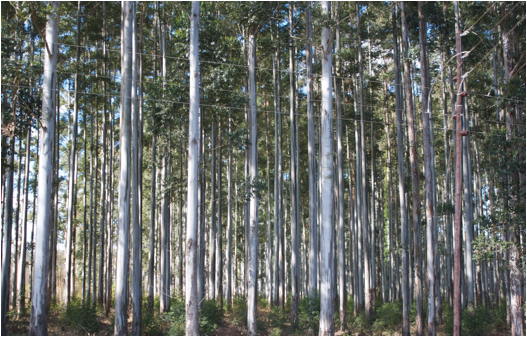 ::South Africa pics:8-1 Eucalyptus tree farm 035.jpg