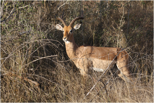 ::South Africa pics:8-1  impala male 043.jpg