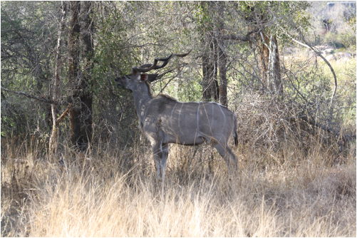 ::South Africa pics:8-1 kudu 2 042.jpg