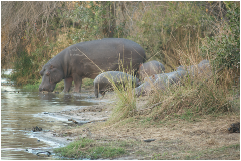 ::South Africa pics:8-1 watering hole hippo baby 049.jpg