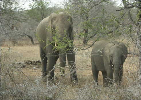 ::South Africa pics:8-2 elephant and baby 058.jpg