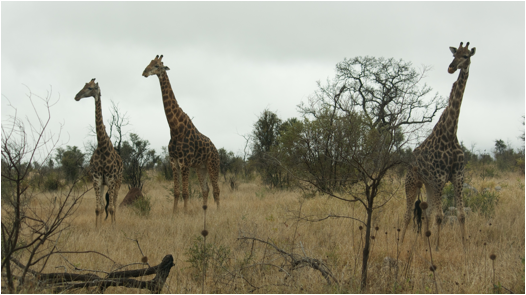 ::South Africa pics:8-2 giraff family 066.jpg