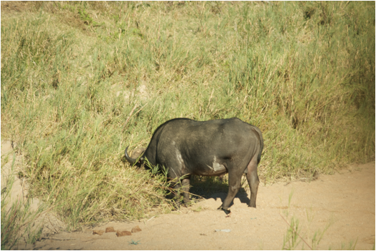 ::South Africa pics:8-2 cape buffaloe grazing 052.jpg