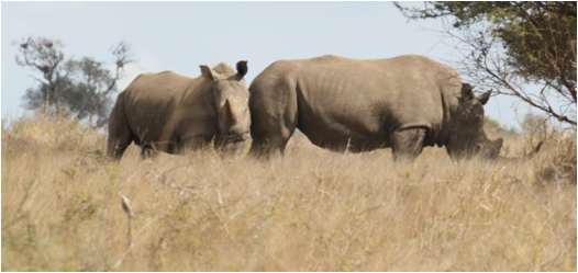 ::South Africa pics:8-2 black rhino 075.jpg