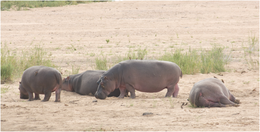 ::South Africa pics:8-2 hippos 080.jpg