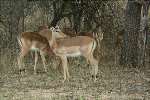 ::South Africa pics:8-2 impala herd 054.jpg