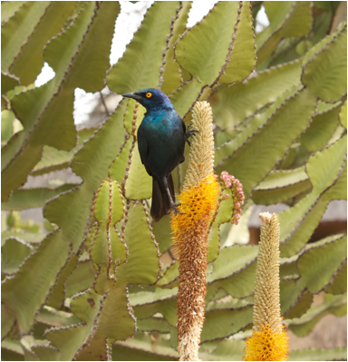 ::South Africa pics:8-2 starling on cactus flower 072.jpg