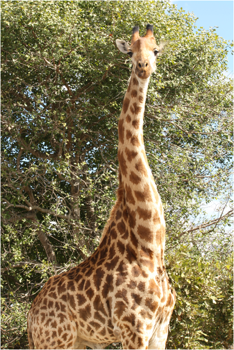::South Africa pics:8-2 posing giraff 077.jpg