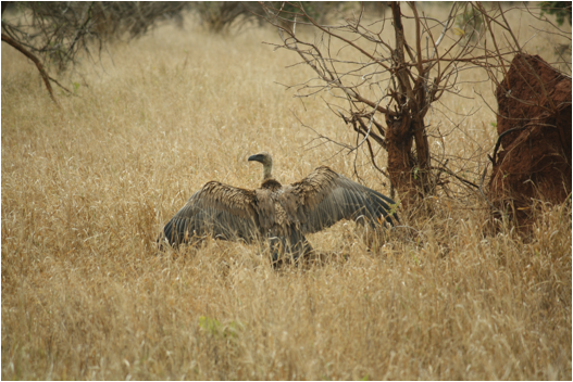 ::South Africa pics:8-2 vulture near carcas 067.jpg