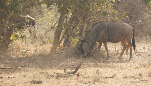 ::South Africa pics:8-2 wildebeest 086.jpg