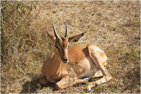 ::South Africa pics:8-2 resting impala 083.jpg