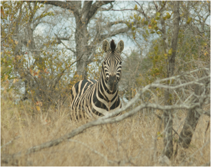 ::South Africa pics:8-2 1st zebra 061.jpg