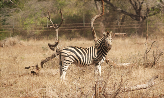 ::South Africa pics:8-2 zebra 073.jpg