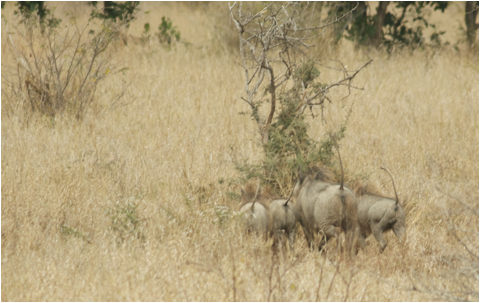 ::South Africa pics:8-2 warthog retreat 070.jpg