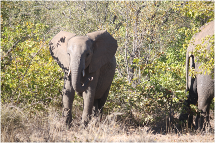 ::South Africa pics:8-3 elephant youth with ears out 091.jpg