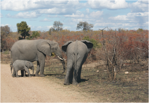 ::South Africa pics:8-3 elephant family 130.jpg