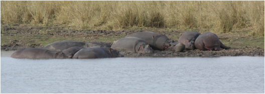 ::South Africa pics:8-3 hippos 113.jpg