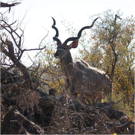 ::South Africa pics:8-3 kudu 090.jpg