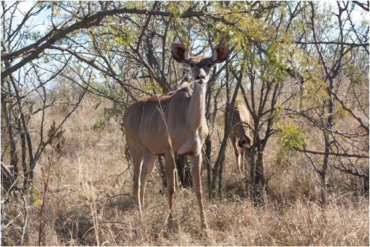 ::South Africa pics:8-3 kudu female 124.jpg