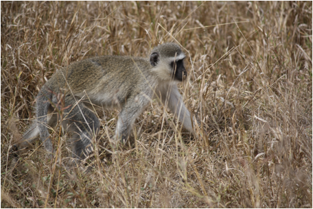 ::South Africa pics:8-3 monkey 310.jpg