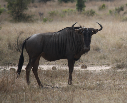 ::South Africa pics:8-3 posing wildebeast 102.jpg