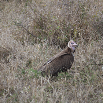 ::South Africa pics:8-3 vulture 106.jpg