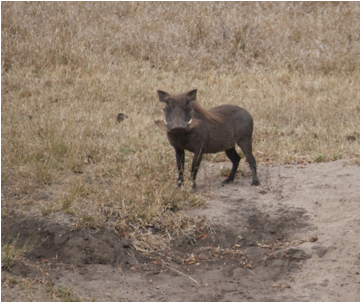 ::South Africa pics:8-3 warthog 099.jpg