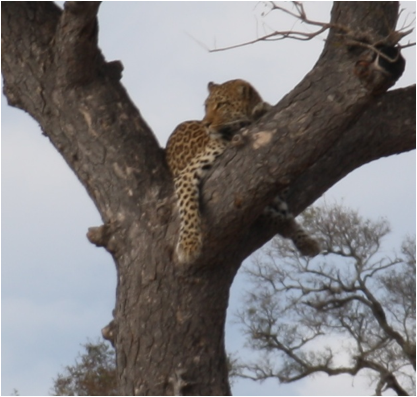 ::South Africa pics:8-3 leopard in tree 4 110.jpg