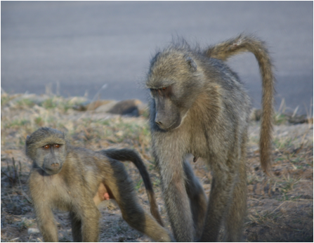 ::South Africa pics:8-3 mom and kid baboon 120.jpg