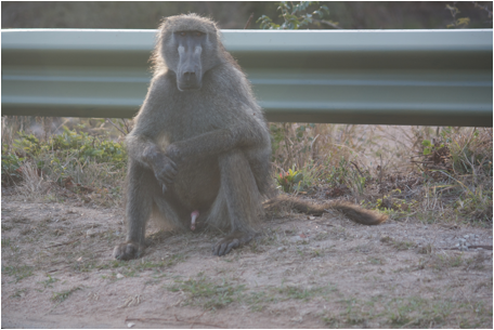 ::South Africa pics:8-3 king baboon  119.jpg