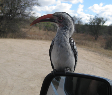::South Africa pics:8-4 hornbill 252.jpg