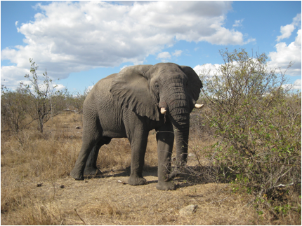 ::South Africa pics:8-4 elephant 253.jpg
