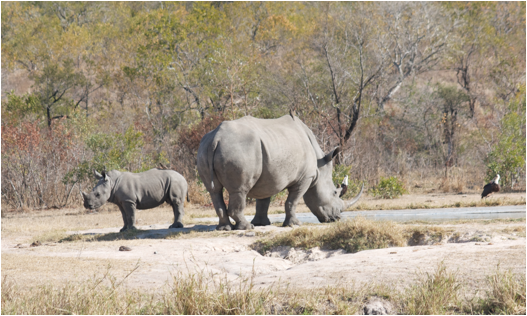 ::South Africa pics:8-4 rhino mom and baby 131.jpg