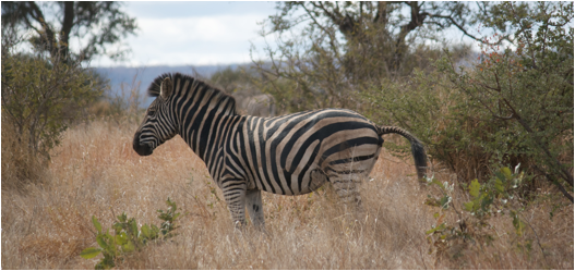 ::South Africa pics:8-3 zebra posing 355.jpg