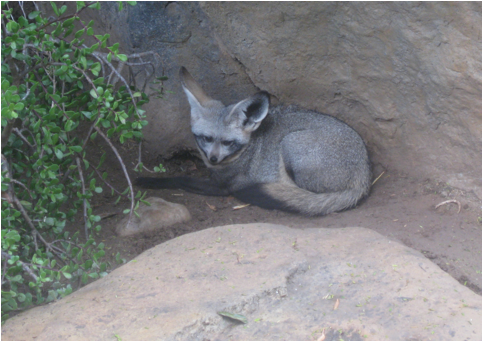 ::South Africa pics:8-8 bat-eared fox 298.jpg