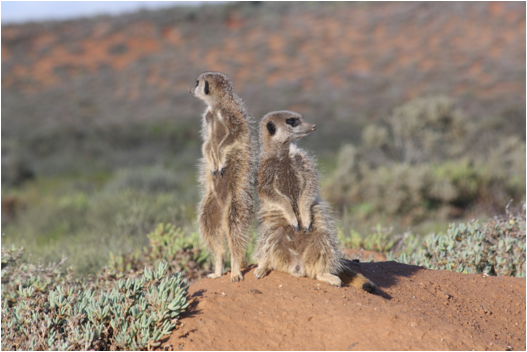 ::South Africa pics:8-9 2 meerkats 155.jpg