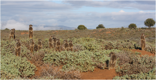 ::South Africa pics:8-9 many meerkats 157.jpg
