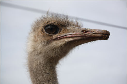 ::South Africa pics:8-9 ostrich eye 160.jpg