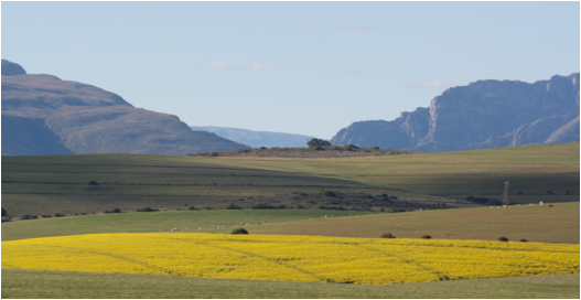 ::South Africa pics:8-10 soybeans in flower 163.jpg