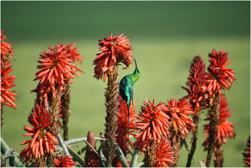 ::South Africa pics:8-10 pretty bird 2 sunbird 171.jpg