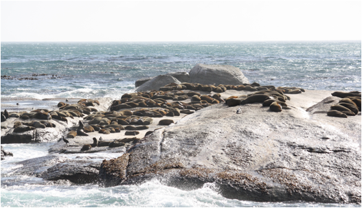 ::South Africa pics:8-11 seal Island near Simon's Town 191.jpg